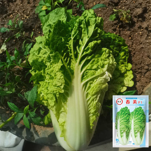 Chunmei F1 Hybrid Chinese Cabbage Seeds - Fast-Growing, High-Yield, Excellent Flavor, Cold & Bolt Resistant