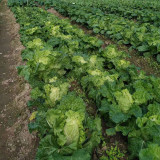 'Dongjia Chunguan' Chinese Cabbage Seeds | F1 Hybrid, Disease Resistant, Cold Tolerant & High Yield