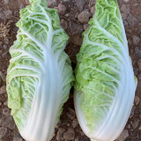 Chunmei F1 Hybrid Chinese Cabbage Seeds - Fast-Growing, High-Yield, Excellent Flavor, Cold & Bolt Resistant