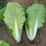'Jinmei 516' Fast-growing Bok Choy Seeds - F1 Hybrid, Heat & Bolt Resistant, Stable Yield