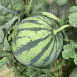 Meijia 84-24 Hybrid Watermelon Seeds - Early Maturing, High Sugar 12° Brix, Ideal for Commercial Growers