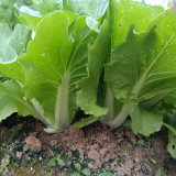 'Jinmei 516' Fast-growing Bok Choy Seeds - F1 Hybrid, Heat & Bolt Resistant, Stable Yield