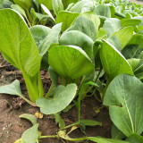 'Jinmei 22' Pak Choi Seeds - F1 Hybrid, Fast Growing, Stress Tolerant, Reliable Yield