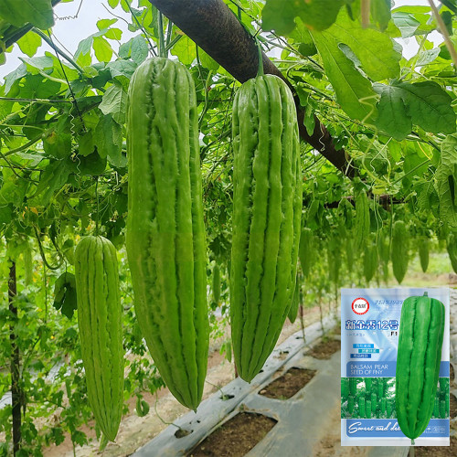 'Xinjinxiu No.12' Bitter Melon Seeds | Mid-Early, Thick Flesh, High-Yield & Heat-Tolerant Gourd Variety