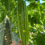 'Xinjinxiu No.12' Bitter Melon Seeds | Mid-Early, Thick Flesh, High-Yield & Heat-Tolerant Gourd Variety