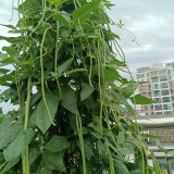 Jiemei Xiabao No. 2 Cowpea Seeds - Stress Resistant, Adaptable, for Home Garden & Farming