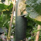 Iron-Heart Black Missile Winter Melon Seeds - High Yield, Heat Tolerant, Suitable for Spring & Autumn Double-Season Planting
