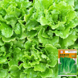 'Lvmei' Italian Leaf Lettuce Seeds - Crisp Green Leaves, Reliable Yield, Cold & Bolting Resistant