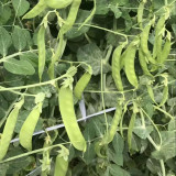 'Cuibao 616' Snow Pea Seeds - Early-Maturing Dwarf Variety, Compact & High-Yield, High Stress Tolerance