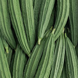 Jiemei Yaxiu No. 2 Luffa Seeds - Adaptable, Easy to Manage, for Spring & Summer Planting