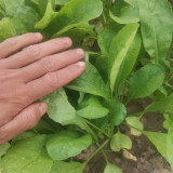 'Jiemei' Fast-Growing Radish Sprouts Seeds - Early-Maturing, High-Yield, Heat & Disease Resistant