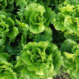'Lvmei' Italian Leaf Lettuce Seeds - Crisp Green Leaves, Reliable Yield, Cold & Bolting Resistant