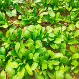 'Jiemei' Fast-Growing Radish Sprouts Seeds - Early-Maturing, High-Yield, Heat & Disease Resistant