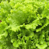 Glass Lettuce Seeds - Tender & Crisp Leaves, Fast 40-Day Harvest, High Yield