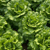 'Lvmei' Italian Lettuce Seeds - Crinkled Leaf, Crisp Flavor, Cold Tolerant & Broad Adaptability