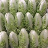 Golden Summer Crown Cabbage Seeds - Heat-Tolerant Hybrid, Fast-Growing and High-Yielding