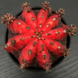 'Oil-Painted Peony' Red Live Cactus – Decorative Flowering Succulent for Balcony, Garden & Patio