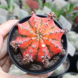 'Oil-Painted Peony' Red Live Cactus – Decorative Flowering Succulent for Balcony, Garden & Patio
