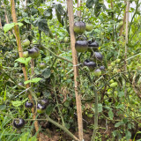 Black Jiaozi Tomato Seeds - High-Yield Organic Variety, Rich in Anthocyanins, Easy to Grow