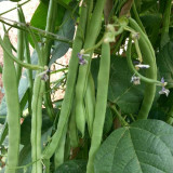 'Shuangqing No.35' Snap Bean Seeds - Early Maturing, High Yield, Low Fiber, Continuous Harvest Variety