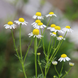 Oxeye Daisy Seeds (Leucanthemum vulgare) – Classic White Daisy Flower, Hardy Perennial Wildflower for Garden, Meadow & Borders