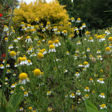 Oxeye Daisy Seeds (Leucanthemum vulgare) – Classic White Daisy Flower, Hardy Perennial Wildflower for Garden, Meadow & Borders