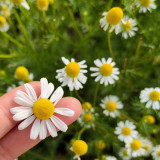 Oxeye Daisy Seeds (Leucanthemum vulgare) – Classic White Daisy Flower, Hardy Perennial Wildflower for Garden, Meadow & Borders