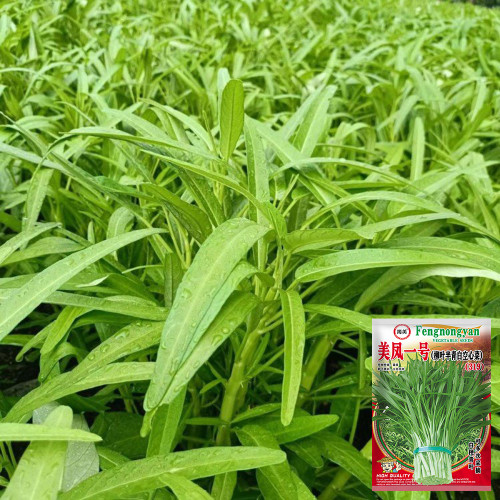 Meifeng No.1 Water Spinach Seeds – Fast-Growing, High-Yield, Tender Leaves for Home and Commercial Gardening