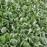 Golden Beauty Black Leaf Bok Choy Seeds - Premium Quality, Fan-Shaped, High Marketability, Easy to Grow