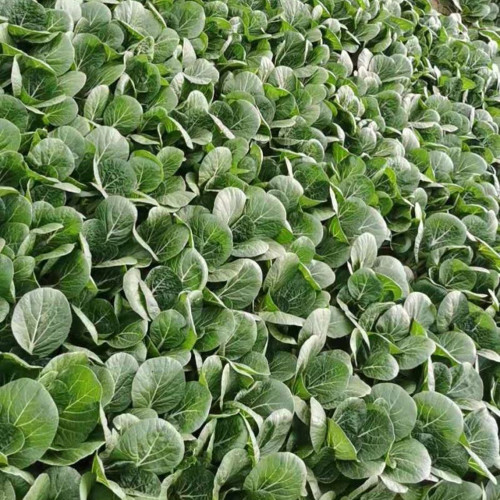 Golden Beauty Black Leaf Bok Choy Seeds - Premium Quality, Fan-Shaped, High Marketability, Easy to Grow