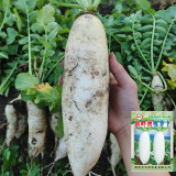 'Nanpanzhou' Radish Seeds - Cylindrical Fleshy Root, Excellent Flavor, Low Fiber, Stable Yield