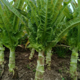 'Jiemei' Pointed-Leaf Red Celtuce Seeds | High Yield, Disease-Resistant, Cold-Tolerant