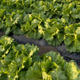 Meilü 103 Crisphead Lettuce Seeds - Vigorous Growth, Early Maturity, Stable Yield, Excellent Commercial Quality