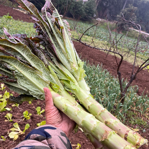 'Jiemei' Pointed-Leaf Red Celtuce Seeds | High Yield, Disease-Resistant, Cold-Tolerant