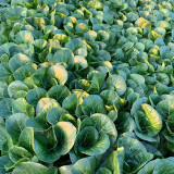 Golden Beauty Black Leaf Bok Choy Seeds - Premium Quality, Fan-Shaped, High Marketability, Easy to Grow