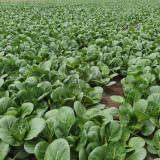 Golden Beauty Black Leaf Bok Choy Seeds - Premium Quality, Fan-Shaped, High Marketability, Easy to Grow