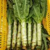 'Jiemei' Pointed-Leaf Red Celtuce Seeds | High Yield, Disease-Resistant, Cold-Tolerant