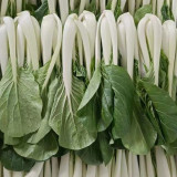 Golden Beauty Black Leaf Bok Choy Seeds - Premium Quality, Fan-Shaped, High Marketability, Easy to Grow