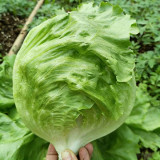 Meilü 103 Crisphead Lettuce Seeds - Vigorous Growth, Early Maturity, Stable Yield, Excellent Commercial Quality
