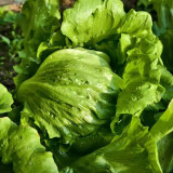 Meilü 103 Crisphead Lettuce Seeds - Vigorous Growth, Early Maturity, Stable Yield, Excellent Commercial Quality