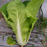 Jinmei 898 Pak Choi Seeds - High-Yield, Cold-Tolerant, Fast-Growing Variety Ideal for Market Needs