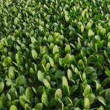 Jinmei 22 Green-stem Pak Choi Seeds - Hybrid Variety, High Yield, Stress Resistant, Fast Growth