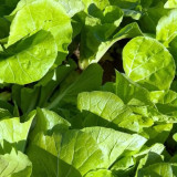 Jinmei 898 Pak Choi Seeds - High-Yield, Cold-Tolerant, Fast-Growing Variety Ideal for Market Needs