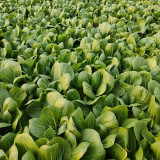Jinmei 22 Green-stem Pak Choi Seeds - Hybrid Variety, High Yield, Stress Resistant, Fast Growth