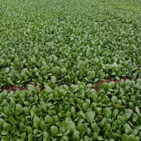Jinmei 22 Green-stem Pak Choi Seeds - Hybrid Variety, High Yield, Stress Resistant, Fast Growth