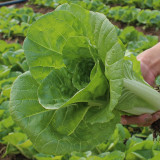 Jinmei 898 Pak Choi Seeds - High-Yield, Cold-Tolerant, Fast-Growing Variety Ideal for Market Needs