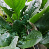 MoBao 618 Large-Leaf Spinach Seeds - High-quality hybrid variety, high yield, cold and heat tolerant