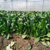 MoBao 618 Large-Leaf Spinach Seeds - High-quality hybrid variety, high yield, cold and heat tolerant