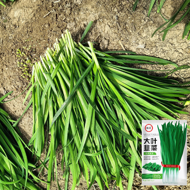 'Jiemei' Broadleaf Chinese Leek Seeds - Tender Low-Fiber Leaves, Cold-Resistant, High-Yield, Fast-Growing