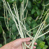 Baixue Lihong Yardlong Bean Seeds - White Pods 70-80cm, High Yield, Continuous Harvest, Easy to Grow